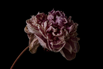 Beautiful wilted pink peony on black background. Studio shot