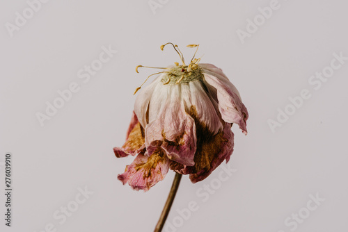 Fotografía Beautiful wilted pink peony on white background. Studio shot