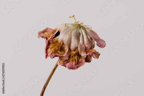 Cuadros en Lienzo Beautiful wilted pink peony on white background. Studio shot