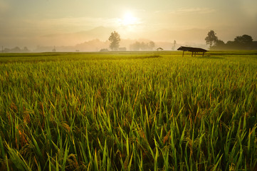 close up of ripening rice in a paddy field