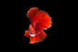 © jat306 - Siamese fighting fish or betta fish isolated on black background.