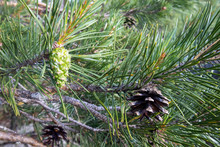 Old And New Pine Cones On Branch, Finland