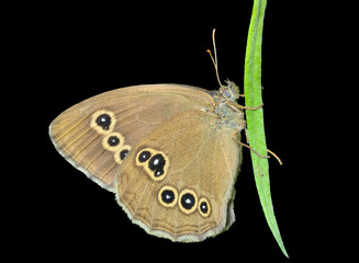 Sticker - Butterfly (Pararge achine achinoides) 2