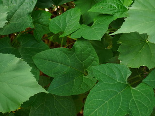 Wall Mural - green leaf nature background