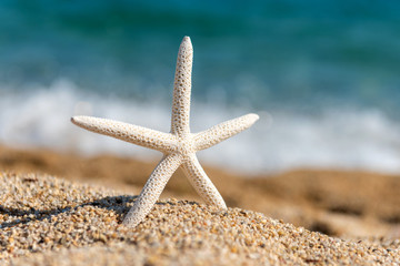 Wall Mural - Starfish seashells on the sand by the sea on a sunny day