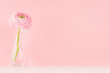 Gente pastel pink ranunculus flower in elegant vase on soft light white wood board and pink wall.