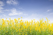 © thekopmylife - Sunn hemp on blue sky background