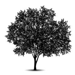 Wall Mural - silhouette detached tree acacia with leaves