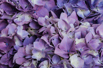  Beautiful pastel blue and purple hydrangea flowers in bloom. Floral texture for background