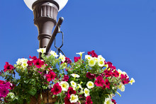 Colorful Petunia Flowers Under A City Street Light With Bright Blue Sky Background