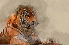 Watercolor Painting Of Stunning Close Up Image Of Tiger Relaxing On Warm Day