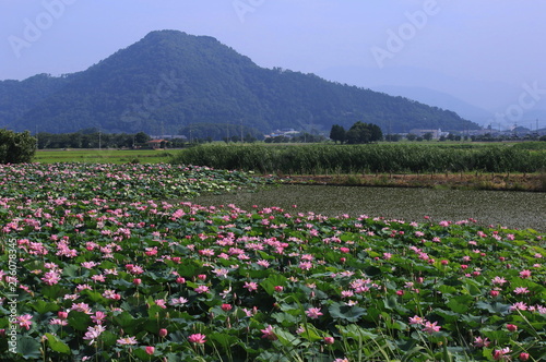 滋賀県長浜市の早崎ビオトープの蓮の群生と山の風景です Stock Photo Adobe Stock