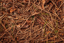 Dry Pine Needles On The Ground And Leaves. Autumn. Natural Background.