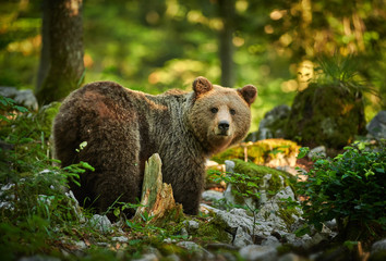 Wall Mural - wild brown bear (ursus arctos) close up