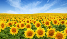Sunflowers Field On Sky