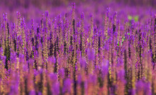 Lavendel Feld Hintergrund Violet Lila Blühen