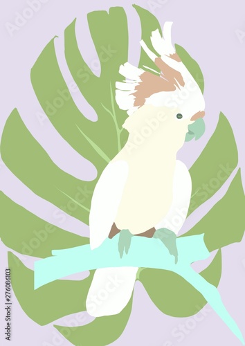 yellow cockatoo illustration