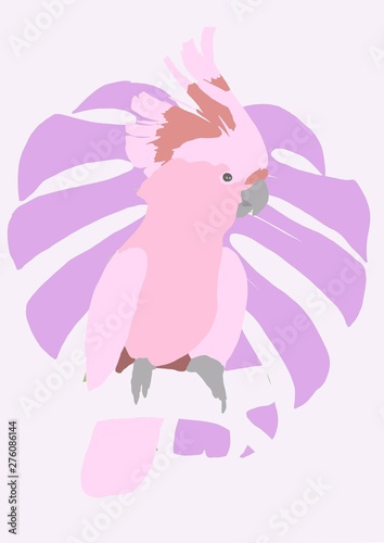 cute cockatoo illustration