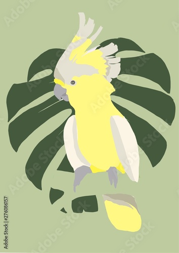 yellow cockatoo illustration