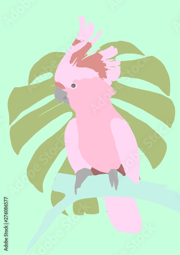 Cockatoo