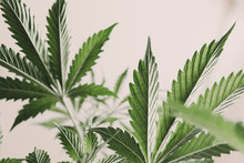 Marijuana Legalization, Marijuana Leaves On Light, Indoor Grow Cannabis Indica, White Background Cultivation Cannabis, Cannabis Vegetation Plants, Hemp Marijuana CBD,