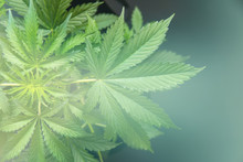 Growing Cannabis Indica , Hemp CBD , Marijuana Vegetation Plants, Cultivation Cannabis, Marijuana Leaves, Background Green , Light Leaks Color Tones Top View