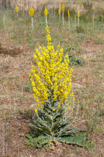 Verbascum Pulverulentum Gordolobo Planta Con Flores Amarillas Buy This Stock Photo And Explore Similar Images At Adobe Stock Adobe Stock