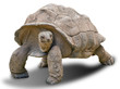 Giant tortoise on white background 