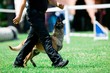 Police dog malinois walks beside police man.