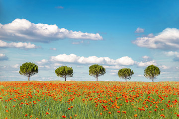 Wall Mural - Row of five trees in an organic wheat field with poppies