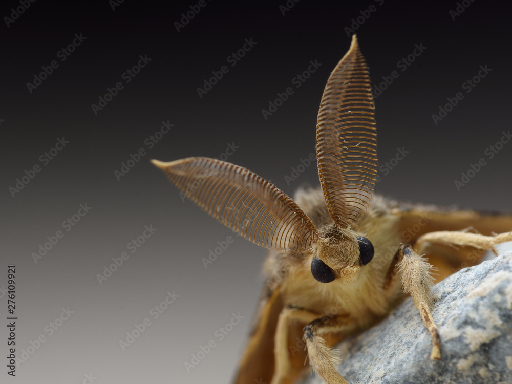 Gypsy moth detail, lymantria dispar - obrazy, fototapety, plakaty 