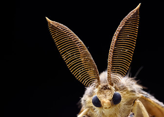 Gypsy moth detail, lymantria dispar