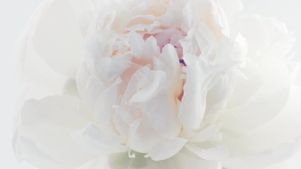 Poster - Peony. Beautiful white Peony opening background. Blooming peony flower closeup. Timelapse 4K UHD video footage. 3840X2160