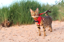 Gorgeous Bengal Cat With Elegant Outfit Outdoors
