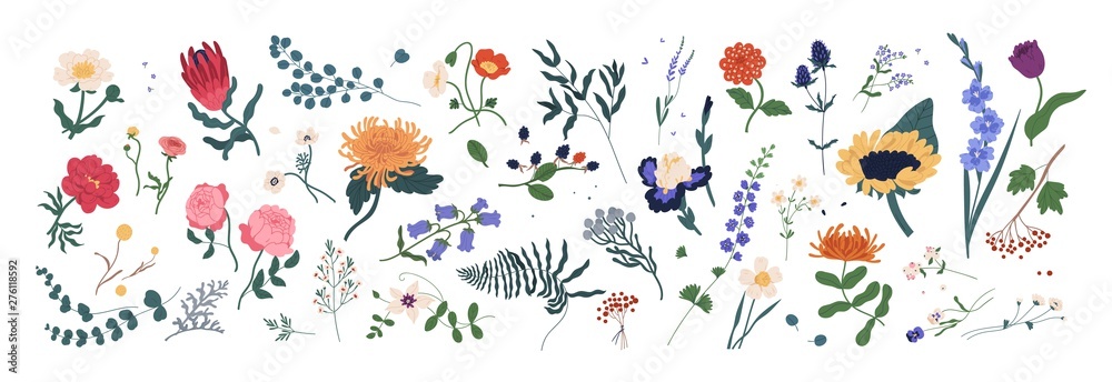 Collection of wild blooming meadow flowers isolated on white background. Bundle of wildflowers used in floristry. Set of decorative floral design elements. Flat colorful botanical vector illustration. - obrazy, fototapety, plakaty 