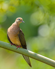 Morning Dove In Tree At Florida Botanical Gardens