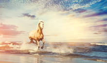 Beautiful Horse Galloping Along The Beach.