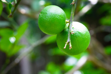 Lemon trees, two green balls and green leaves.