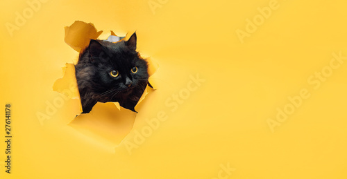 Fotografía Funny black cat looks through ripped hole in yellow paper