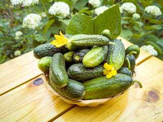 Wall Mural - Fresh cucumbers basket