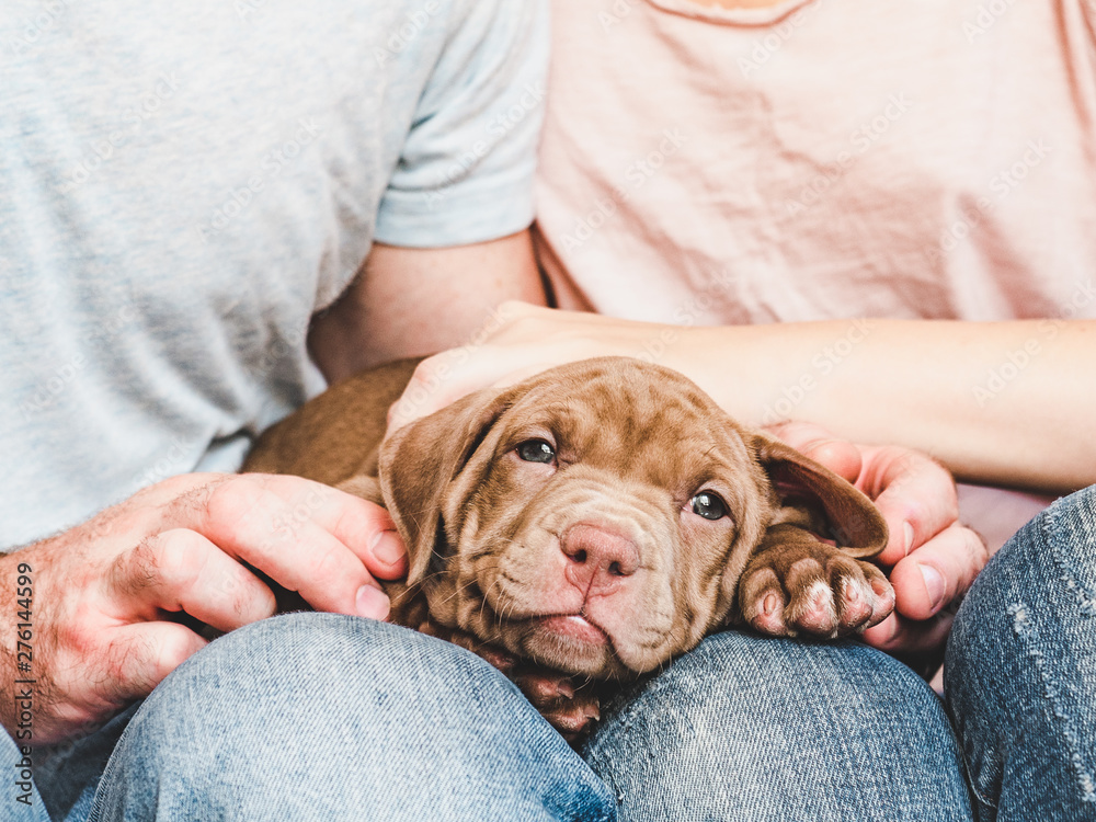 Cute, charming puppy, lying on the lap of a young and caring couple. Close-up. Pet Care Concept - obrazy, fototapety, plakaty 
