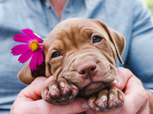 Cute, Charming Puppy And A Bright, Pink Flower. Close-up. Pet Care Concept