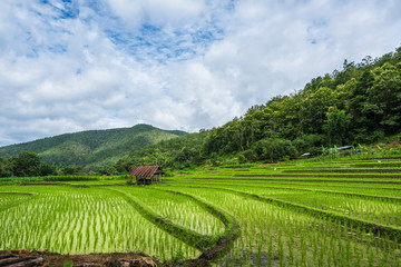 Paddy Rice Field Plantation Landscape with Mountain View Background