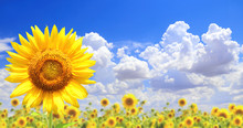 Sunflowers On Blue Sky Background