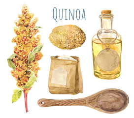 Quinoa plant and seeds isolated on white background. Flour pack, glass bottle of oil, wooden spoon. Gluten-free product, healthy food, vegetable protein, vegetarian diet