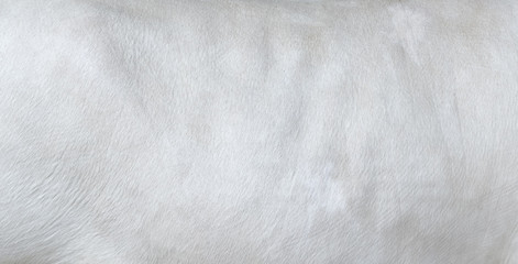 White hair cow skin - real genuine natural fur, free space for text. Cowhide close up. Texture of a white cow coat. White fur background.