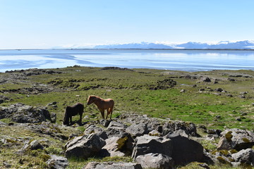 Wall Mural - Beautiful wild Icelandic horses with mountains and a blue lake in background