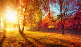 Autumn Landscape. Fall Scene.Trees and Leaves in Sunlight Rays