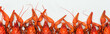 Panoramic shot of red lobsters heads on white background
