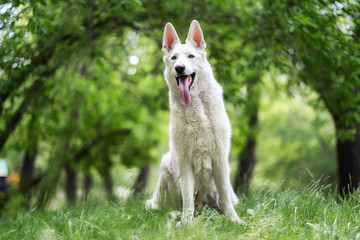 Wall Mural - A white swiss shepherd sits on the grass